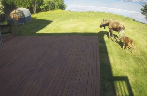 Homer House | Bay Bluff Haven: Ocean, Glacier, & Wildlife View