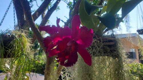 Marathon House | The Butterfly Cottage - Certified Butterfly Sanctuary - Ocean View Hot Tub - Authentic Keys Charm