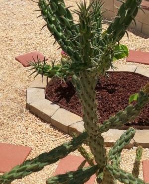Ranch with Cactuses
