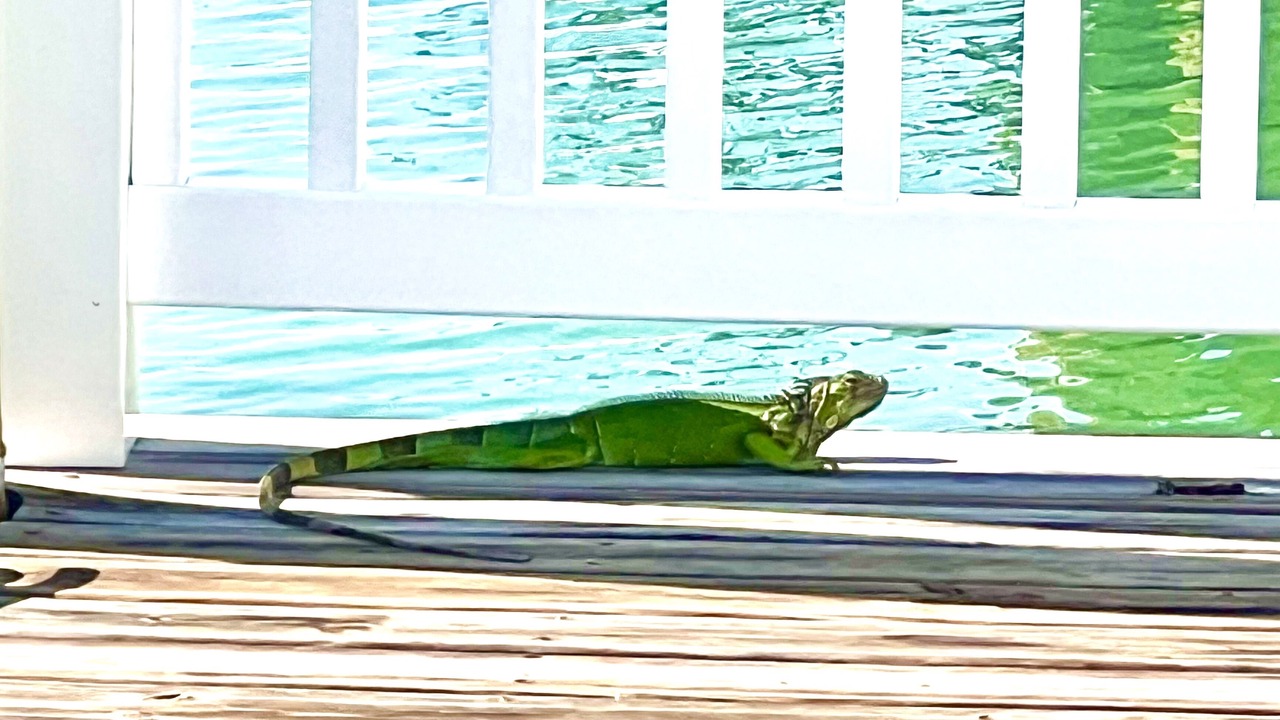 Photo of Others in Key Colony Beach