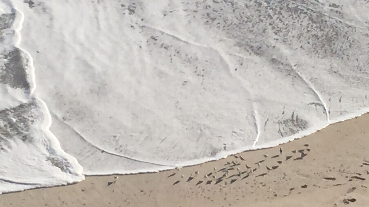 Photo of Others in Melbourne Beach