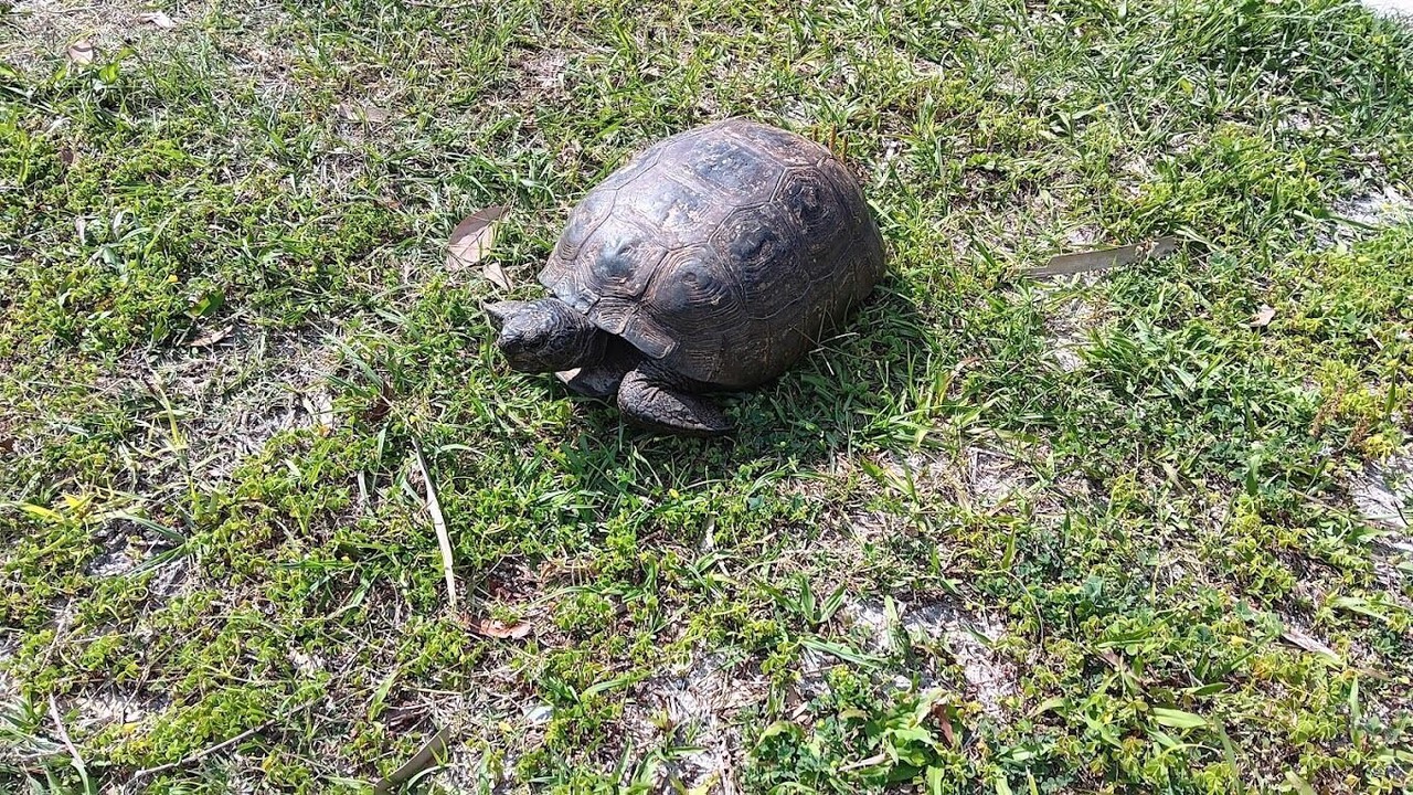 Photo of Others in Amelia City
