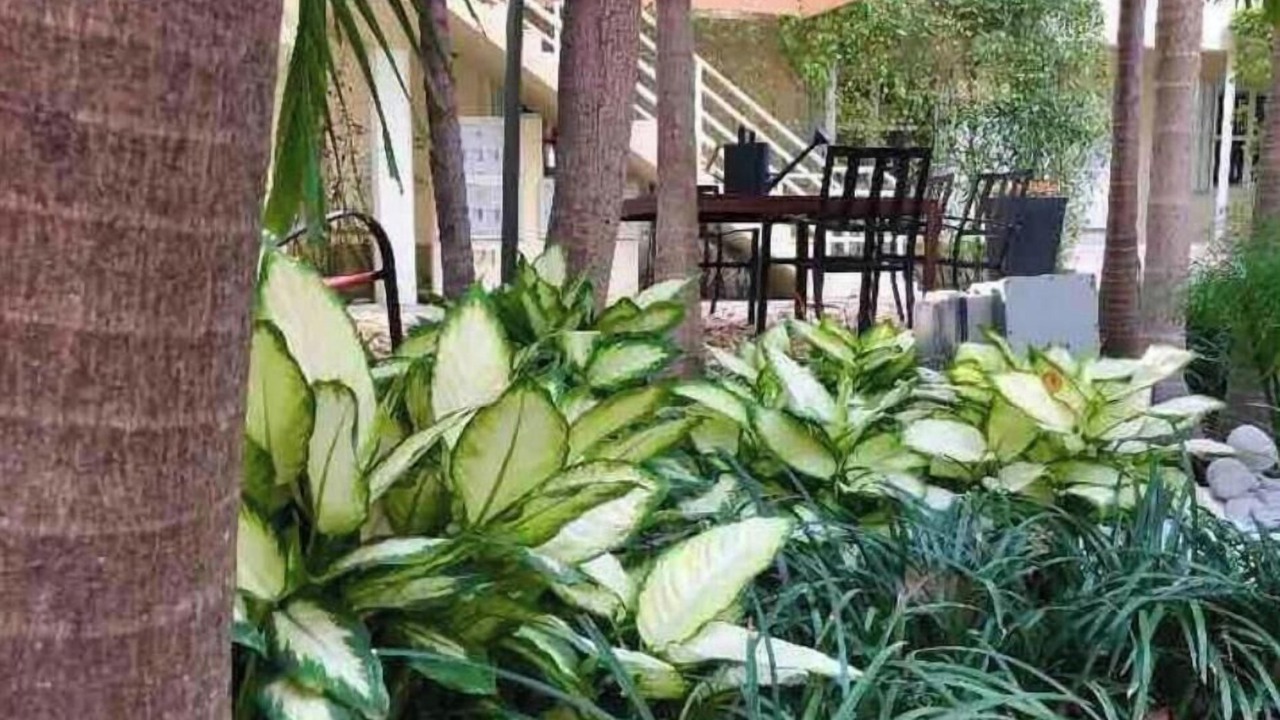 Photo of Outdoor in Allapattah
