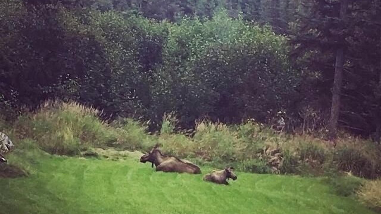 Photo of Others in Fritz Creek