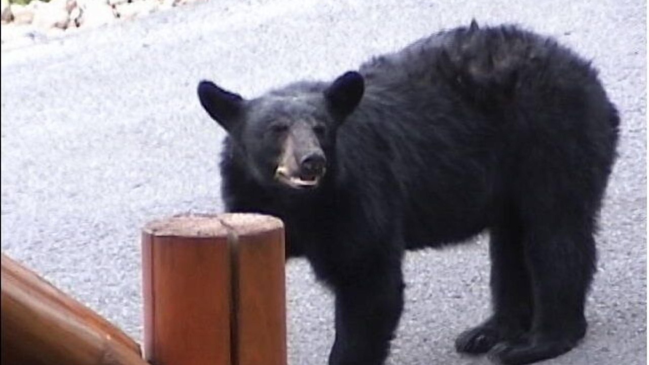 Photo of Others in Gatlinburg - Pigeon Forge